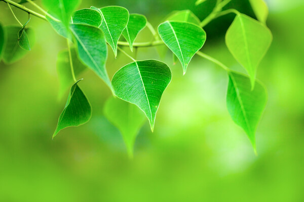 清新梦幻的绿色树叶图片