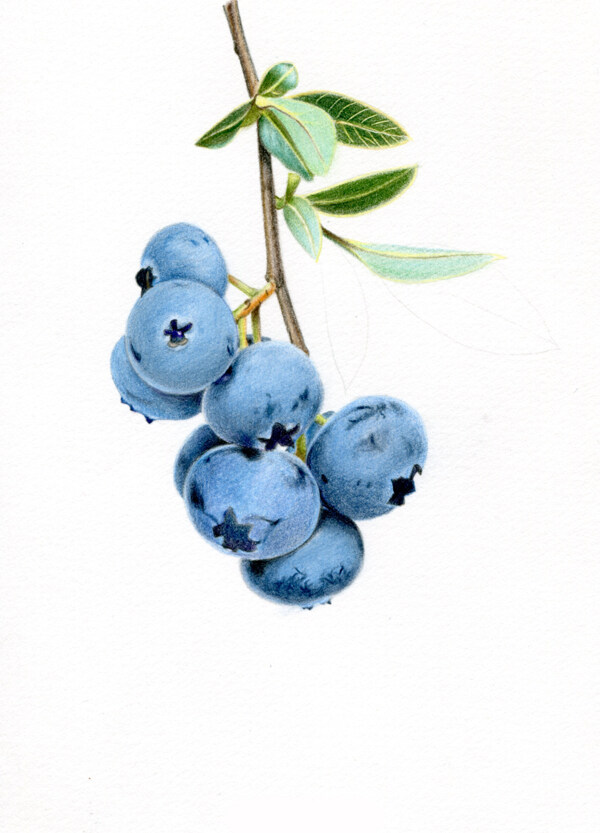水果蓝莓绘画