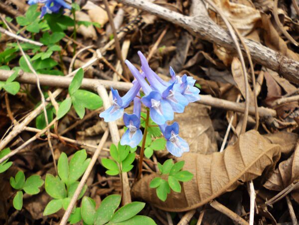 山上丁香花圖片