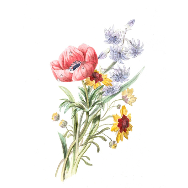 位圖植物寫意花卉花朵野花免費素材