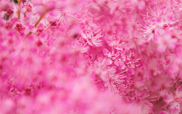 櫻花