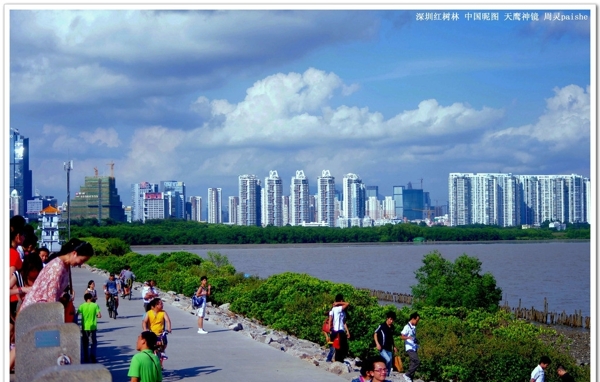 深圳湾风景红树林图片
