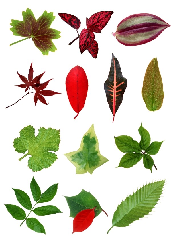 彩色植物叶子图片