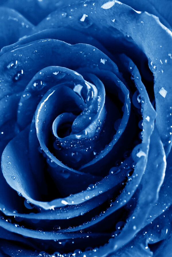 带有露珠的蓝玫瑰特写图片