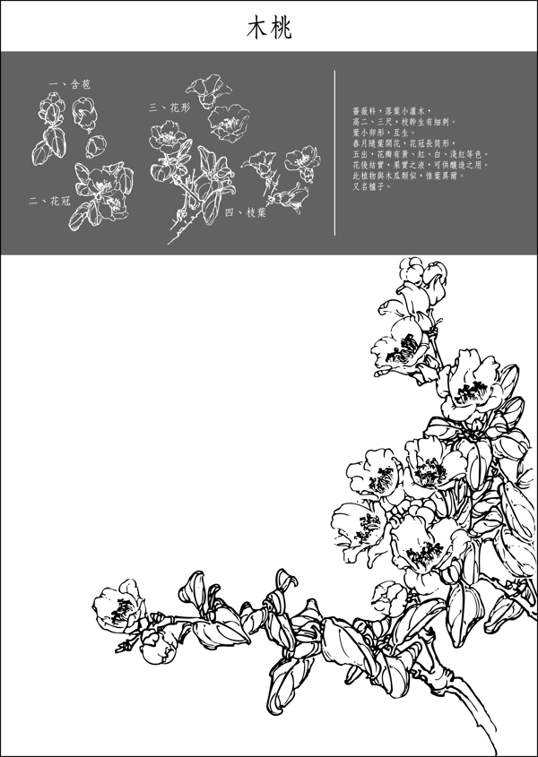 矢量白描木桃