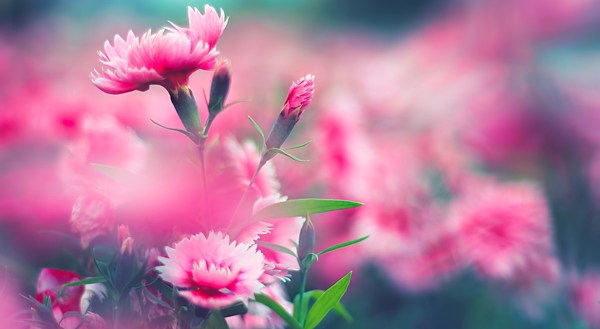 唯美的粉红色花卉图片