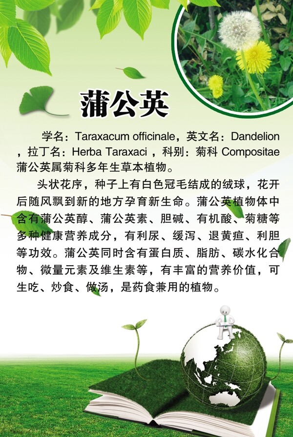 蒲公英簡介百科圖片