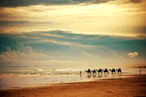 沙滩上的骆驼图片