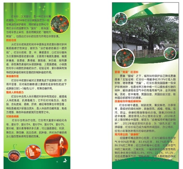 紅豆杉易拉寶