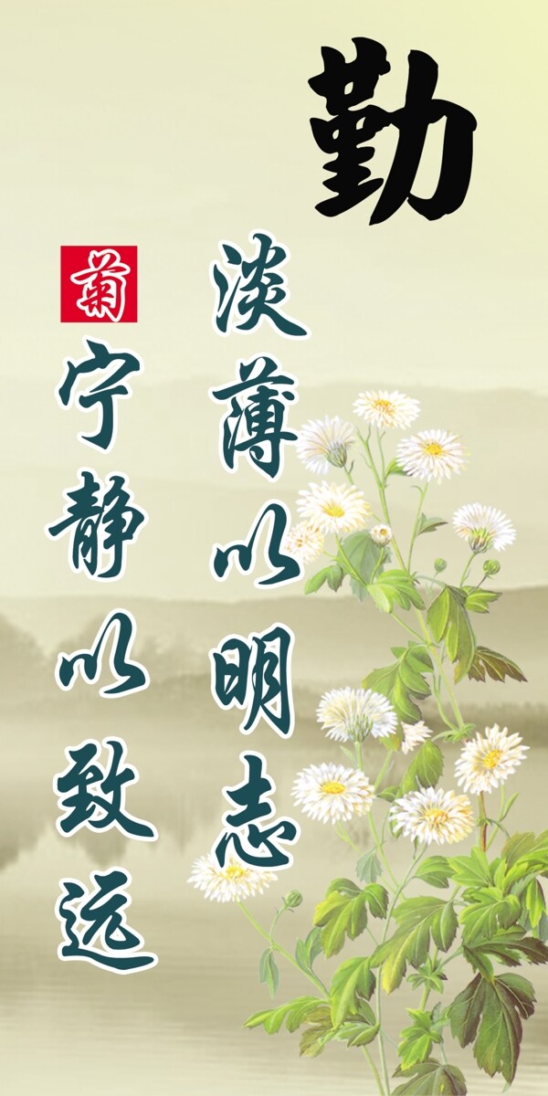 菊花圖片