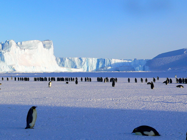 南极帝企鹅图片