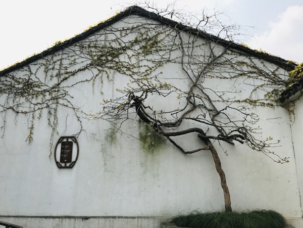 拙政园房屋墙面缠绕树枝