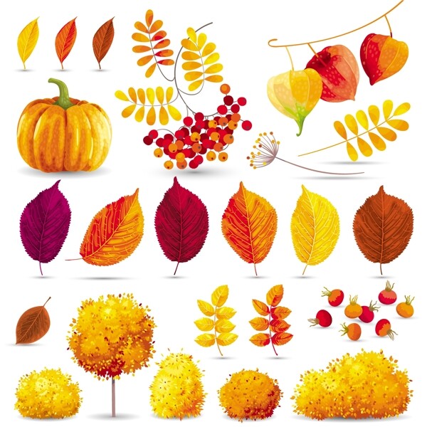 秋天丰收的植物插画