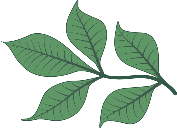 春天的樹(shù)葉樹(shù)枝