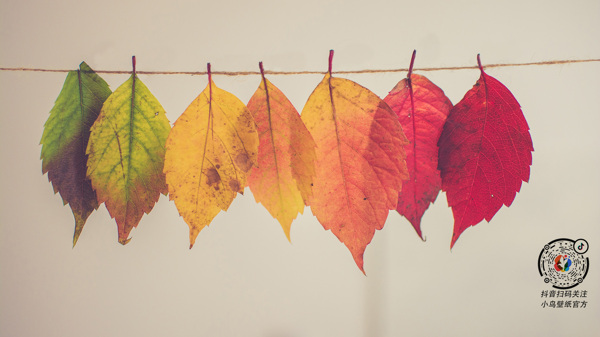 渐变色树叶创意图片秋天