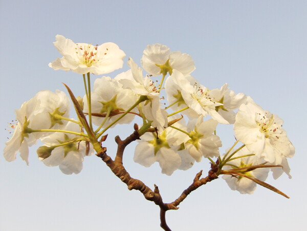 梨花圖片