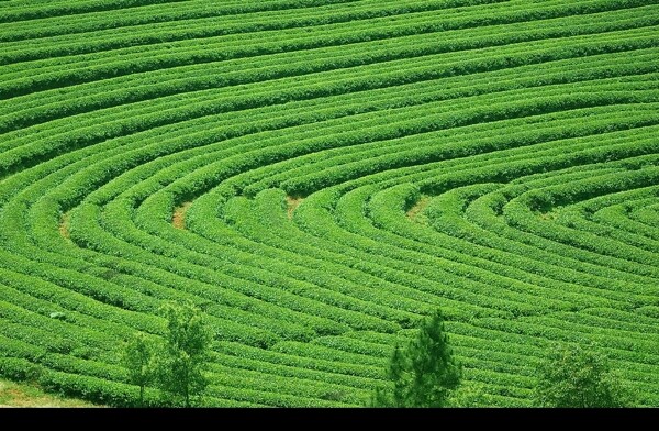 茶園圖片