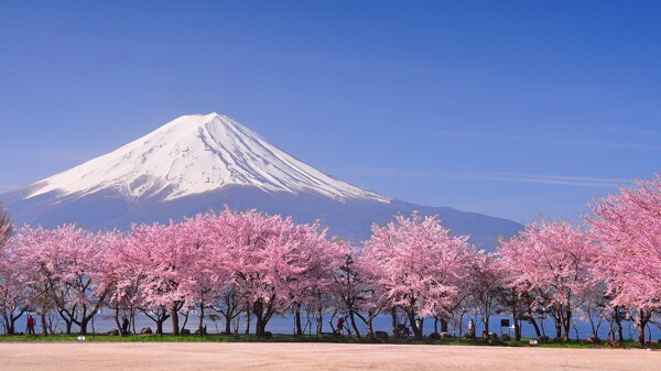 富士山樱花摄影