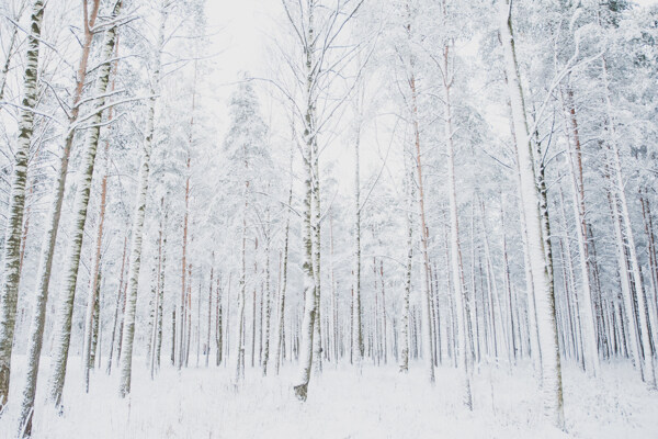 冬日树林雪景