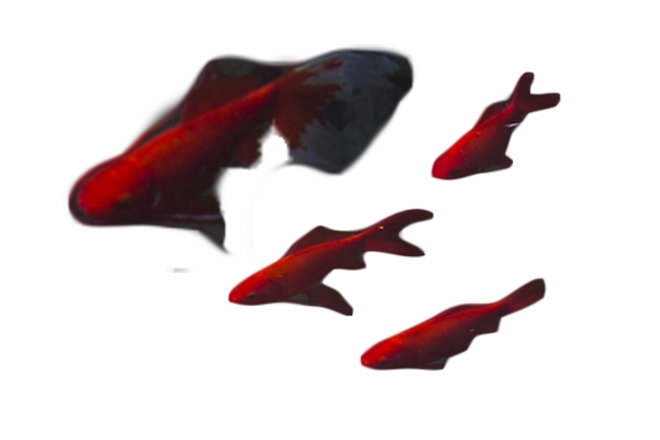 年年有余四只红鱼好看美丽
