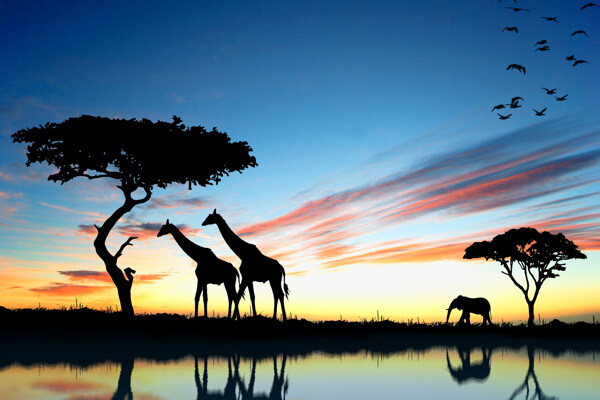 黄昏小河边的长颈鹿图片