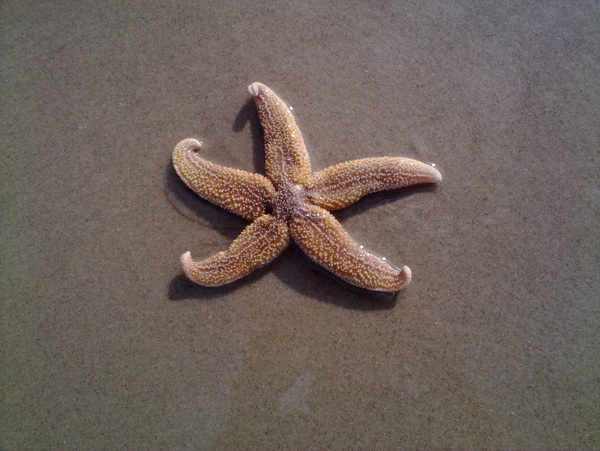 海星