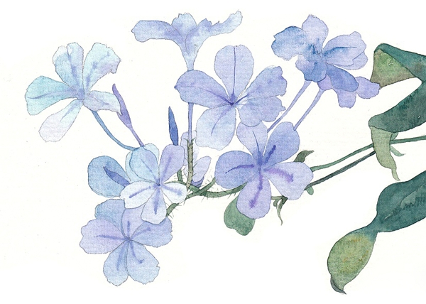 位圖寫意花卉植物花朵免費素材
