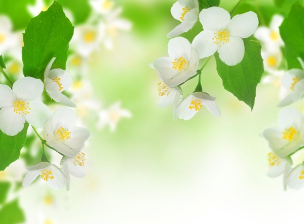 白色茉莉花绿叶春天茉莉花