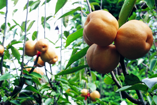黃花梨圖片