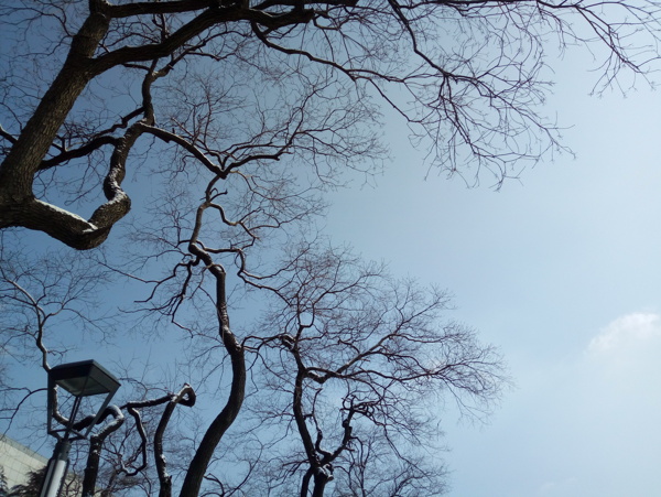 樹枝