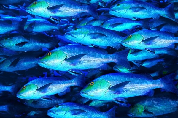 熱帶魚圖片