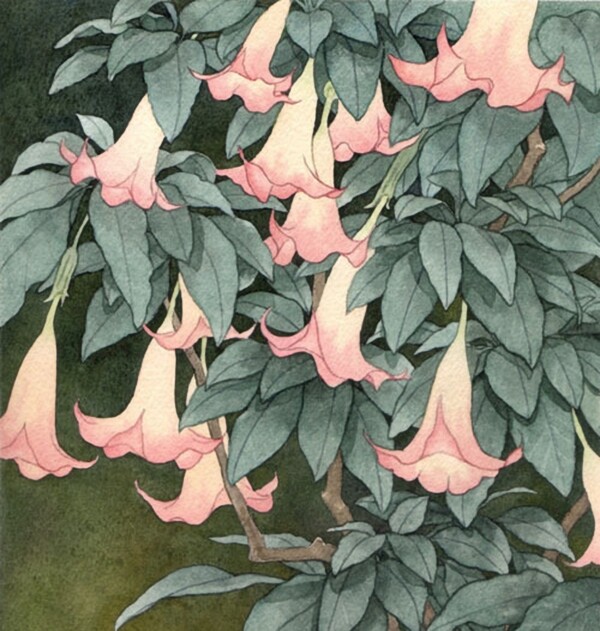 位圖寫意花卉植物花朵免費素材