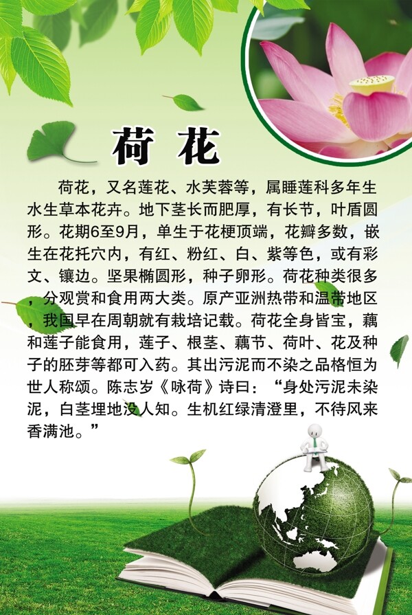 荷花百科圖片