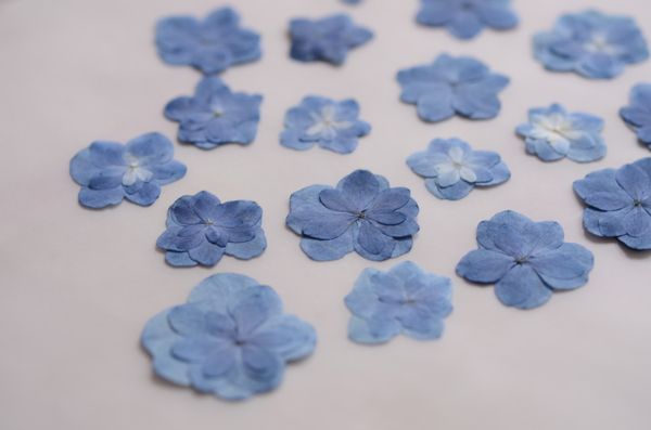 蓝色八仙花
