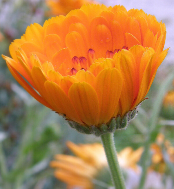 位圖植物攝影寫實(shí)花卉花朵菊花免費(fèi)素材