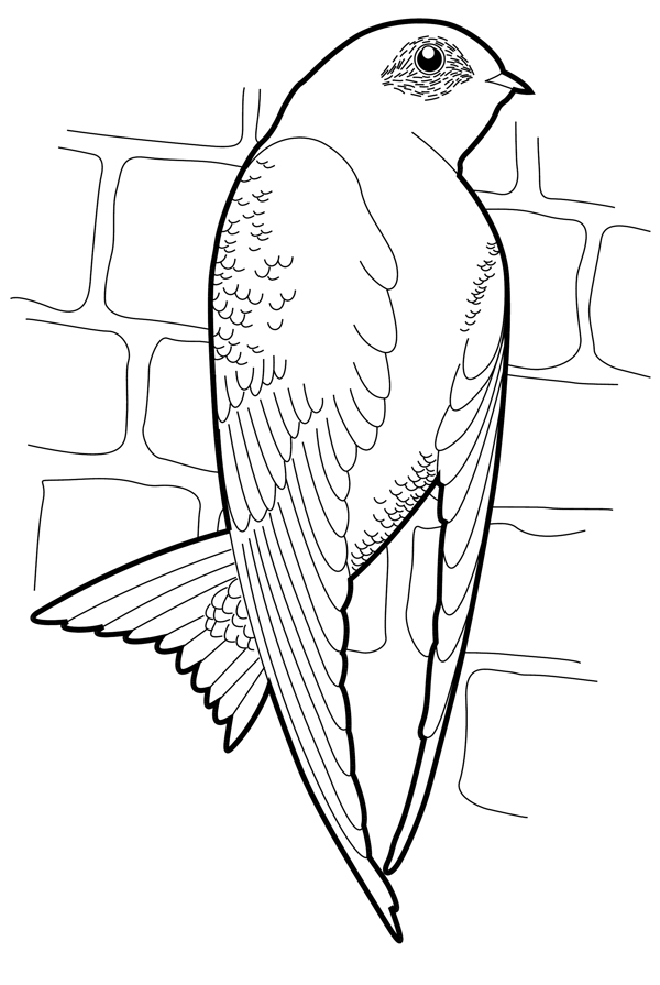 各種鳥類鳥動(dòng)物矢量素材EPS格式1430