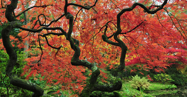 秋天枫树风景摄影