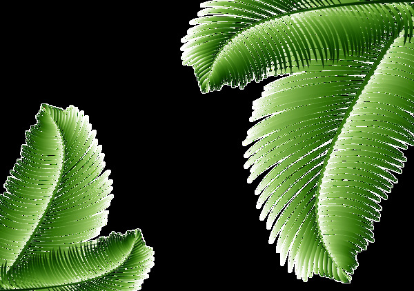 手绘蕨类植物叶子png透明素材