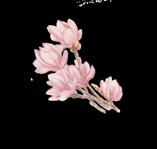 手绘粉色花朵水彩花朵透明