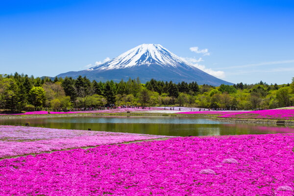 美麗的富士山風(fēng)景圖片