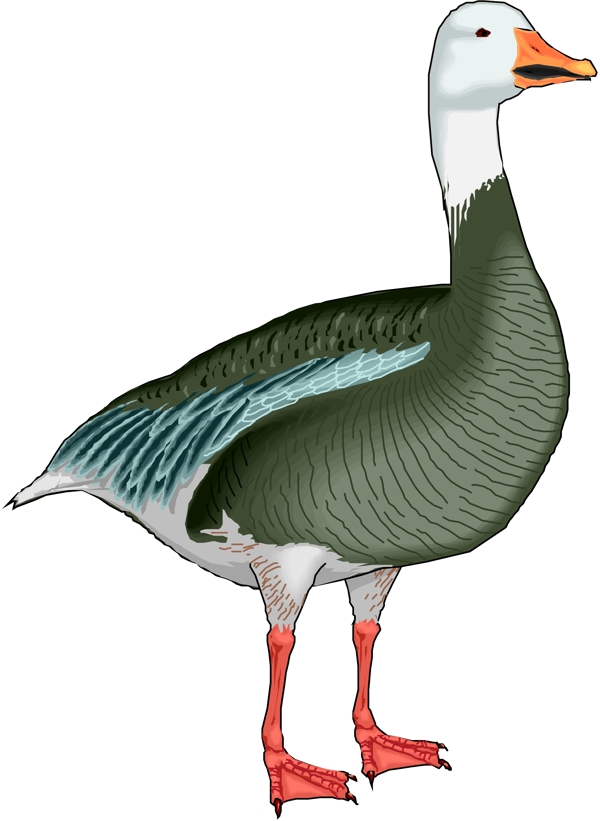 矢量逼真鳥類動(dòng)物27