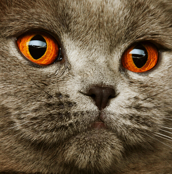 貓