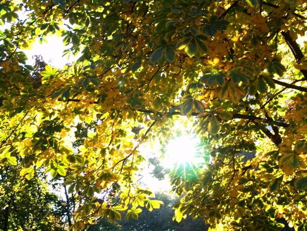 透时树林的秋天风景
