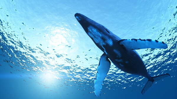 海底的鲸摄影