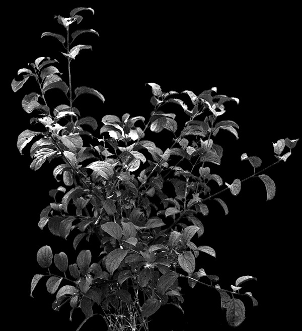 植物貼圖素材建筑裝飾JPG1793