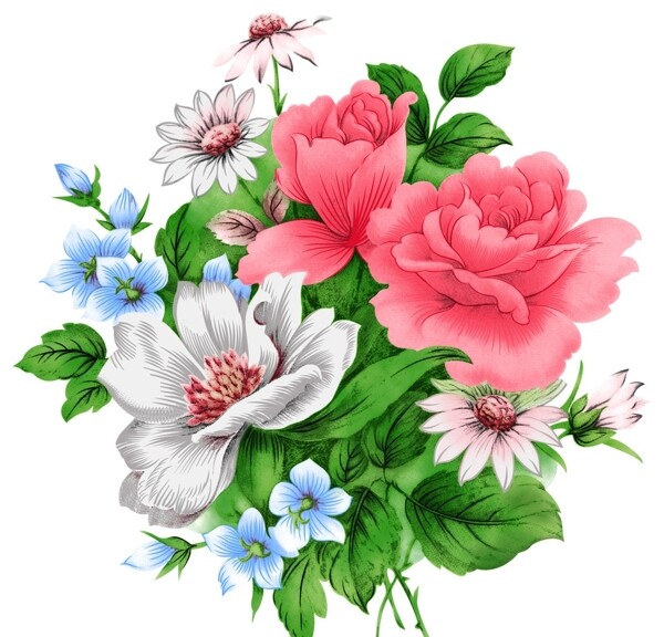貴妃花圖片