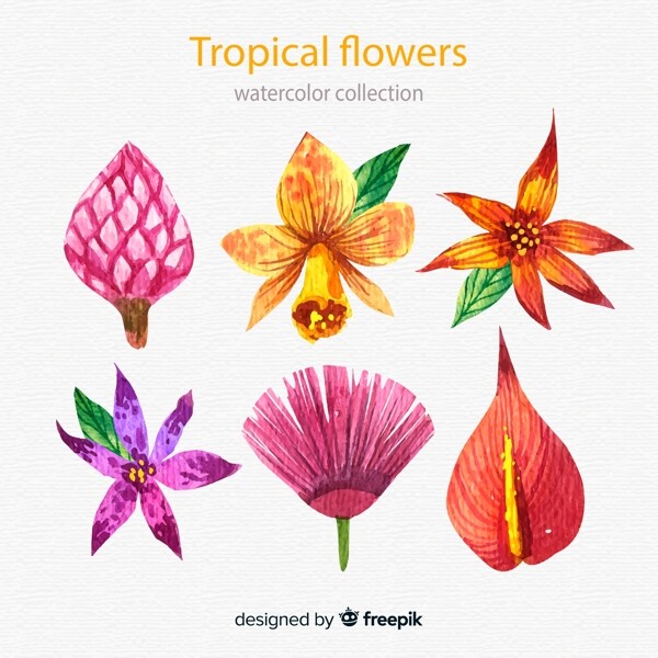 6款水彩绘热带花朵