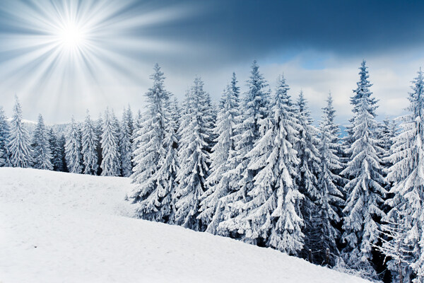 冬日雪景图片