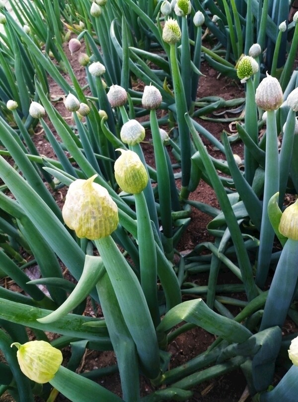 大蔥花