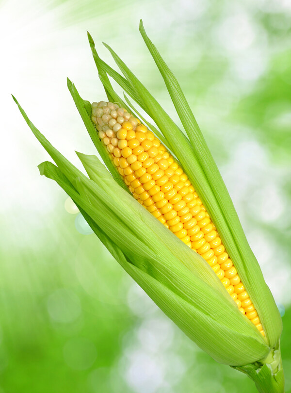 玉米玉米棒图片